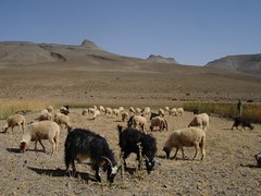 Pastwiska niedaleko Imilchil w Atlasie Wysokim, Maroko
